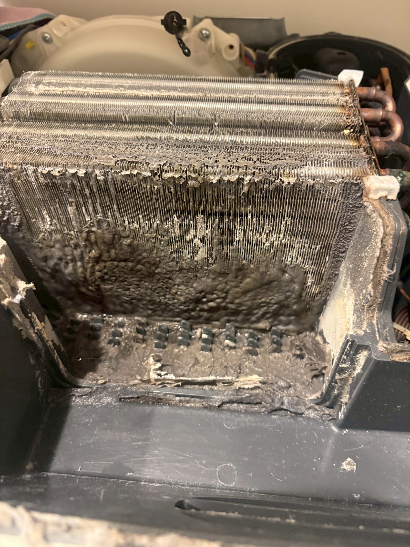 作業前 ドラム式洗濯機 内部のホコリ